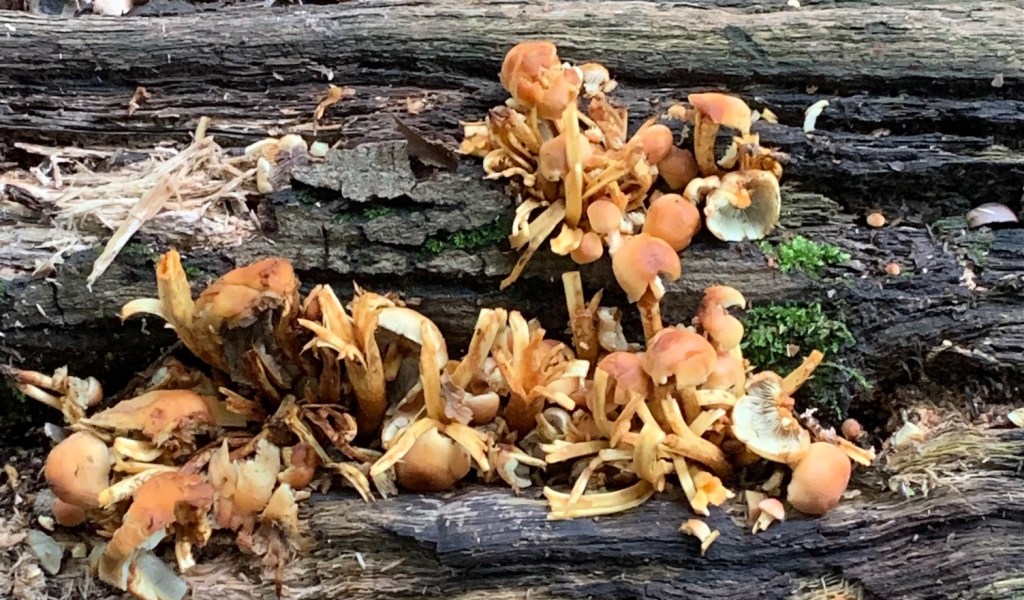 Photo of mushrooms growing from a tree trunk